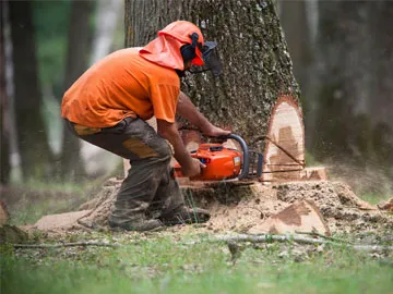 l’abattage direct des arbres