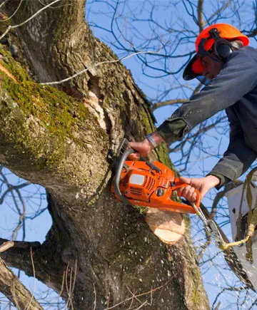 Les travaux d’abattage d’arbre